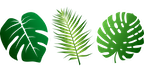 leaves-2305515_1280.png